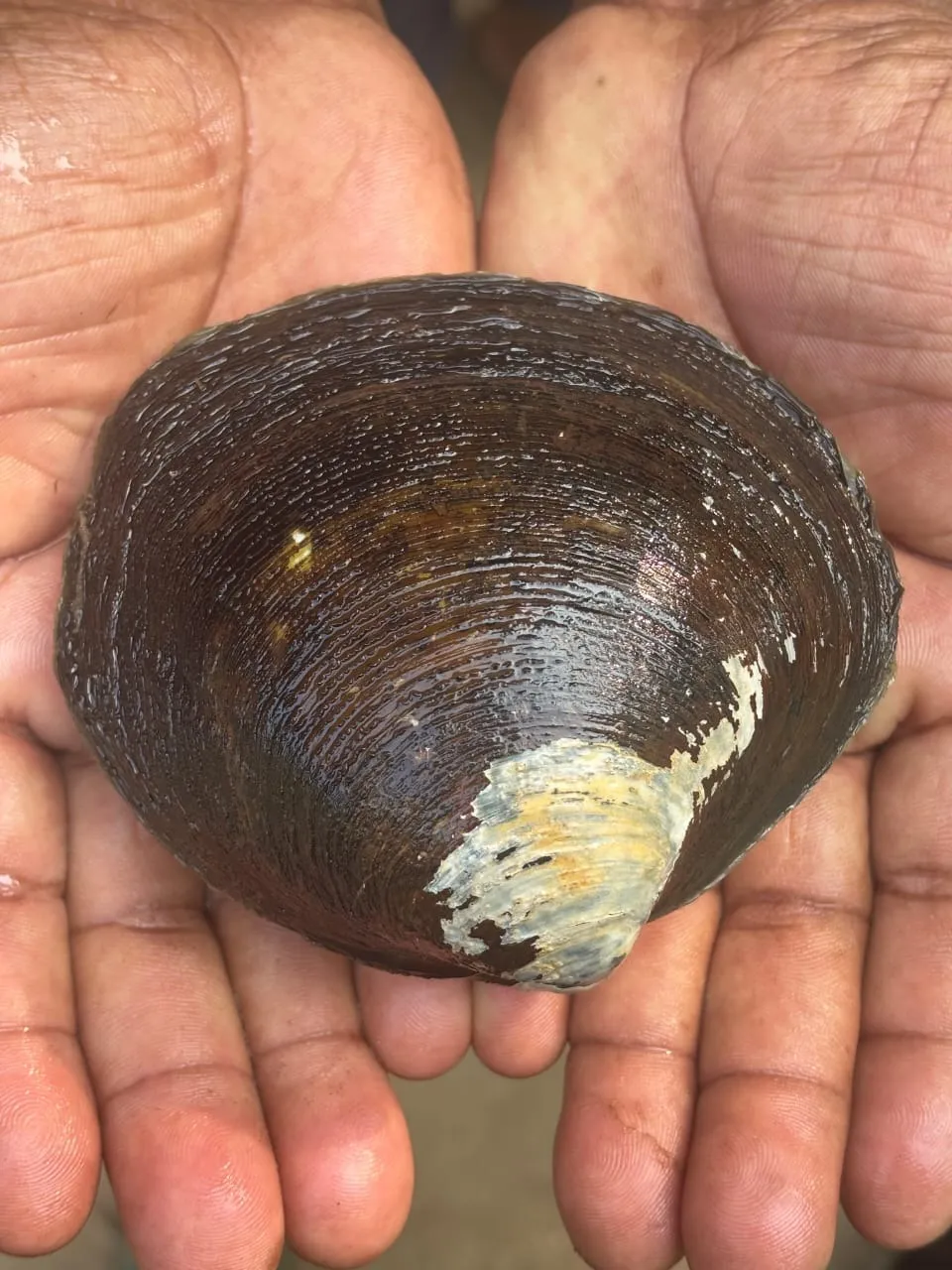 Photo - Mangrove Clam