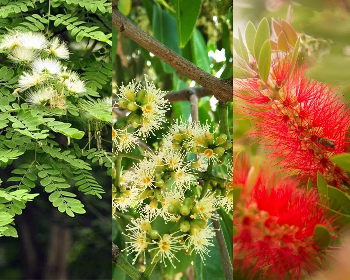 siris jamun bottie brush