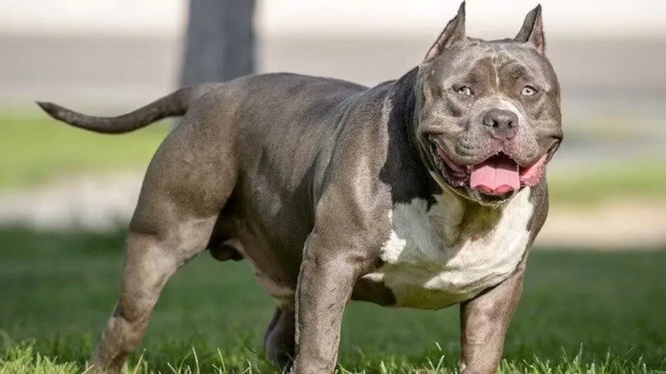 Dangerous dog breeds banned
