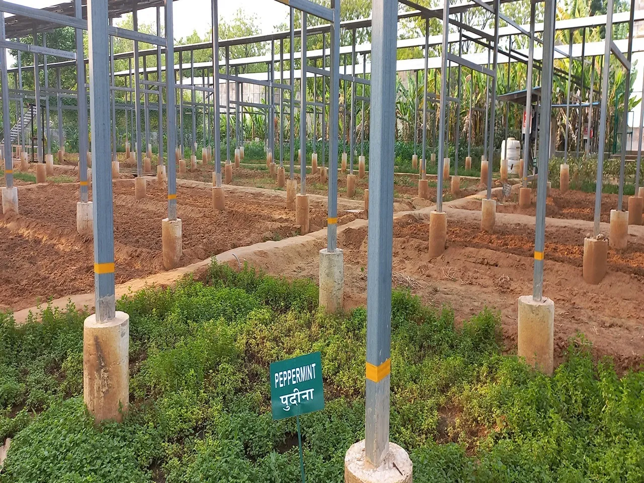 Different varieties of plants are grown beneath solar panels