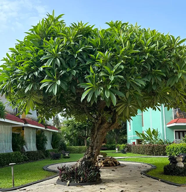 goa acacia