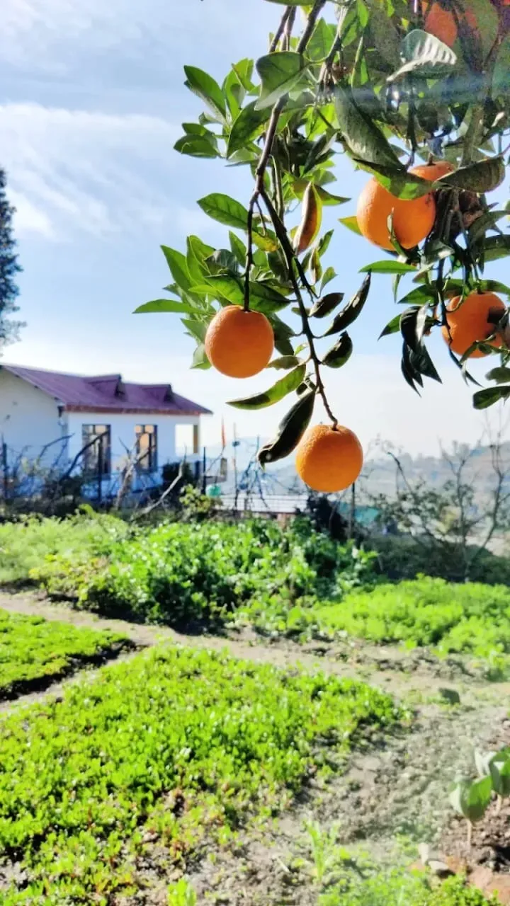 WhatsApp Image 2025-11-28 at 05.36.35_2163d483