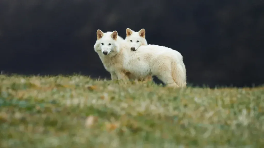 Gene Edited Dire Wolves colossal bioscience