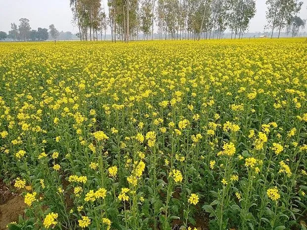 mustard-production-and-processing-in-rajasthan-2025
