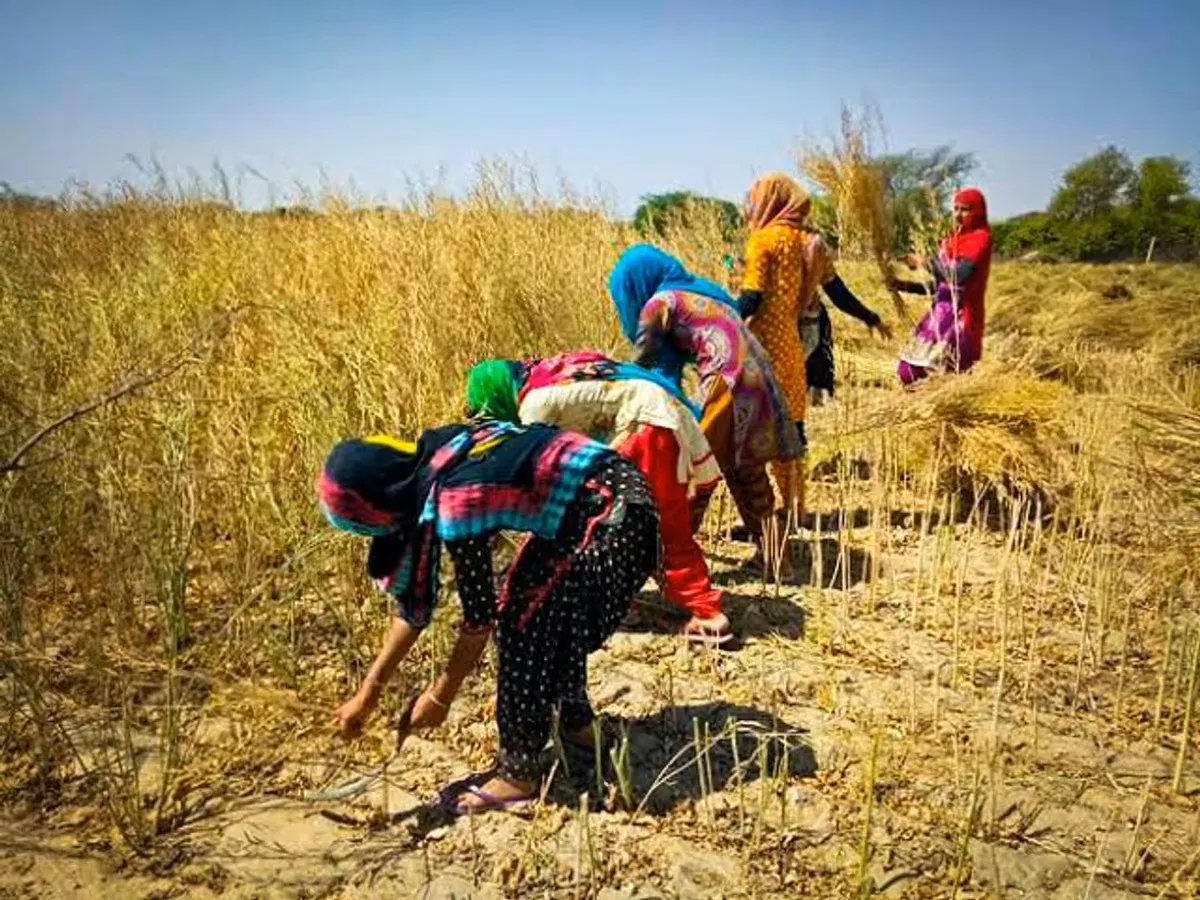 mustard-production-and-processing-in-rajasthan-2025