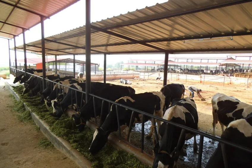 rajasthan-dairy-production-challenges-31-million-tons-milk
