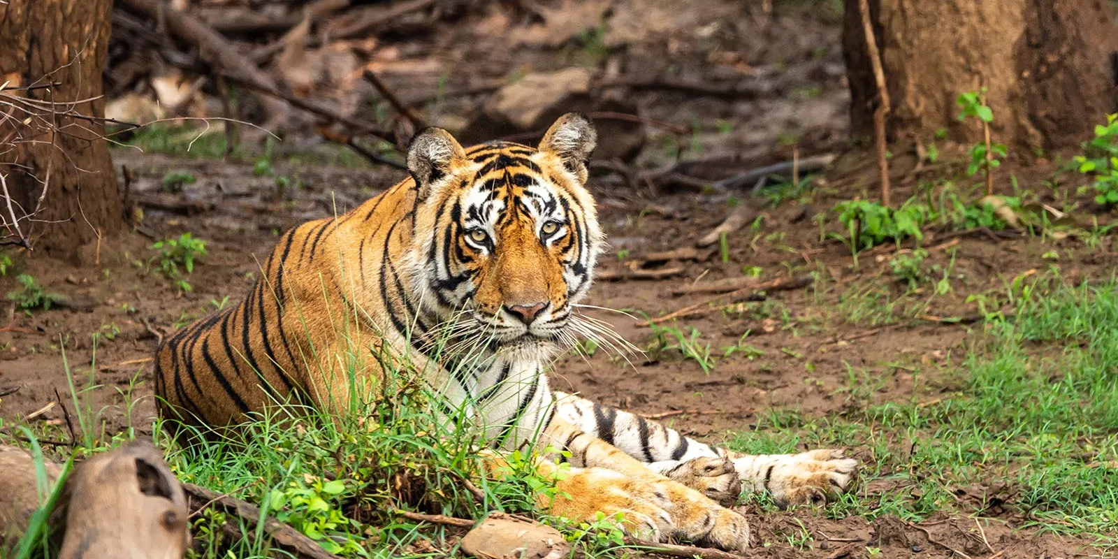 ranthambore-sariska-tiger-reserve-missing-tigers-search