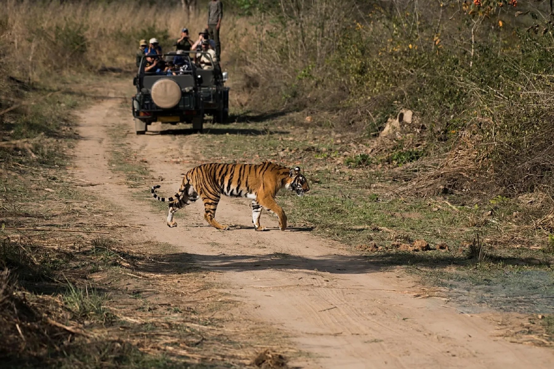 ranthambore-sariska-tiger-reserve-missing-tigers-search