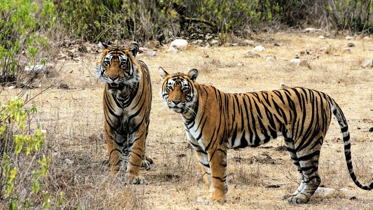 sariska-tiger-project-hotels-restaurants-action