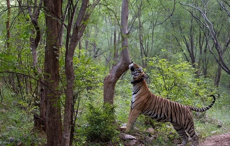 sariska-tiger-project-hotels-restaurants-action