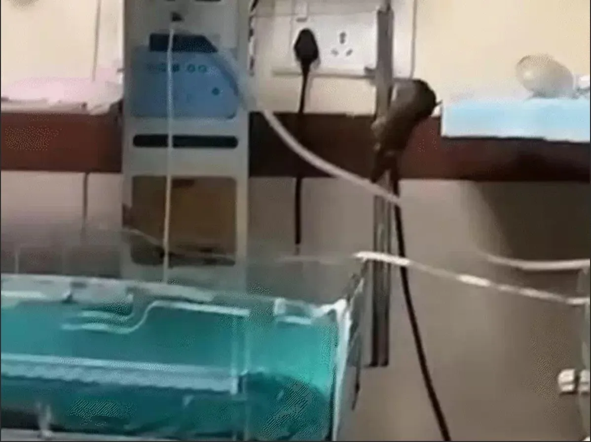 mouse2