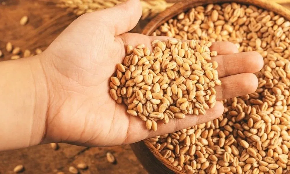 rajasthan-food-scheme-fraud-25-lakh-turnover-2025