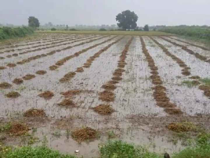 Rajasthan-Ativrishti-Kisan-Fasal-Kharab