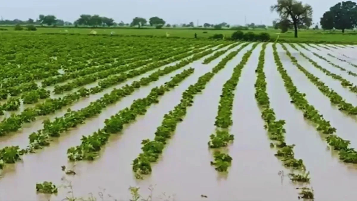 Rajasthan-Ativrishti-Kisan-Fasal-Kharab