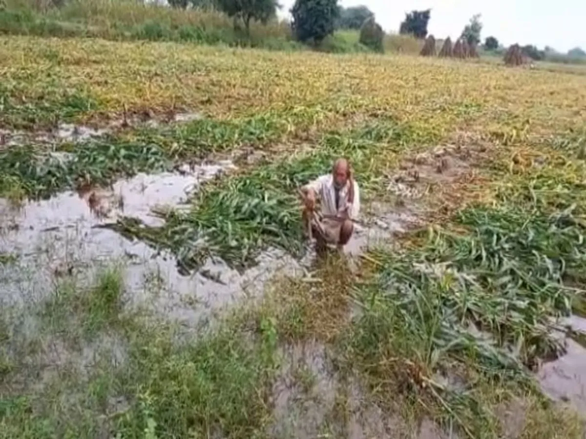 Rajasthan-Ativrishti-Kisan-Fasal-Kharab