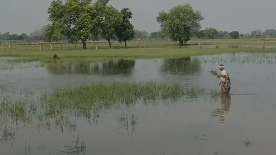 Rajasthan-Ativrishti-Kisan-Fasal-Kharab