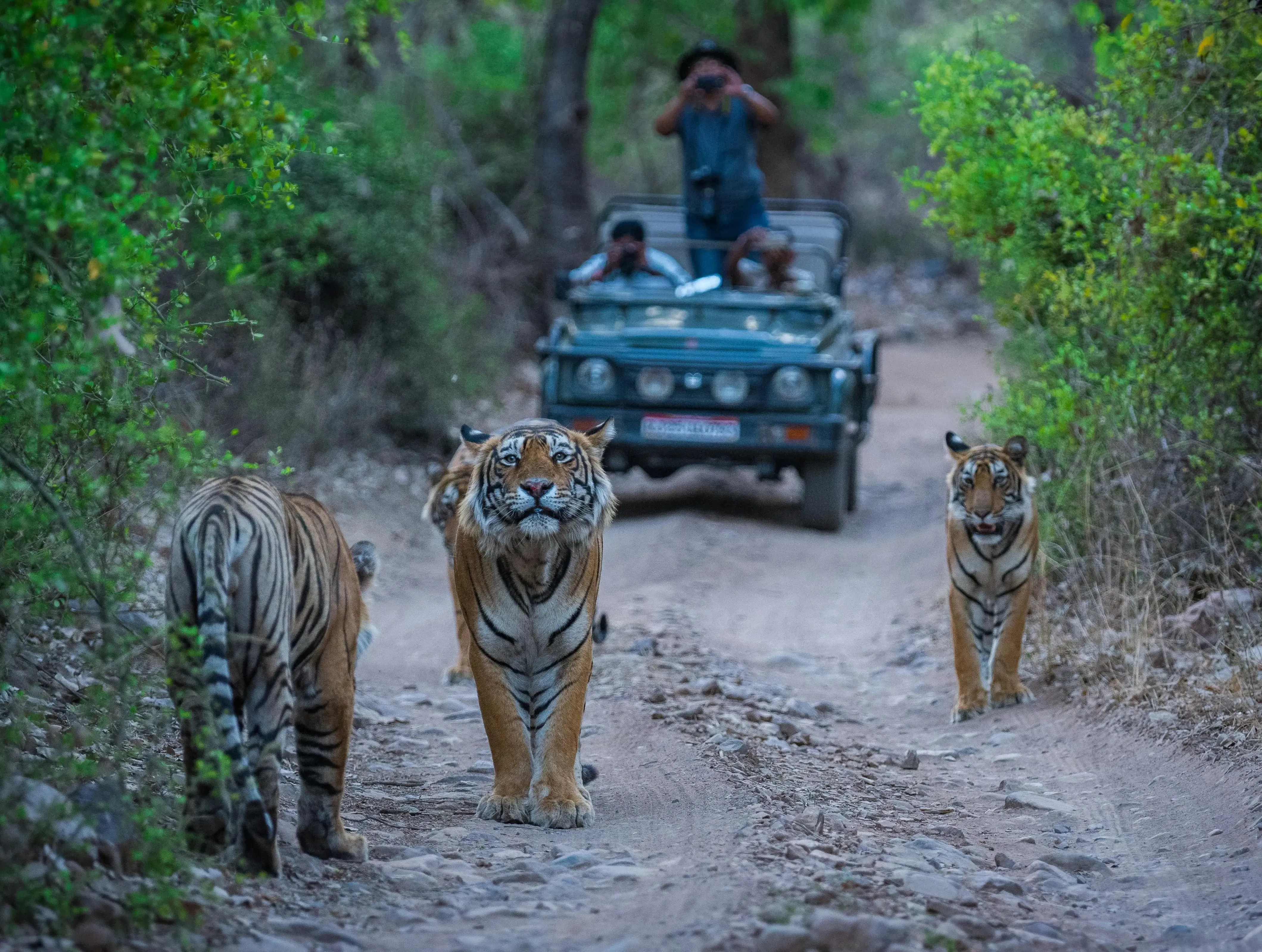 supreme-court-judges-trip-ranthambore-visit