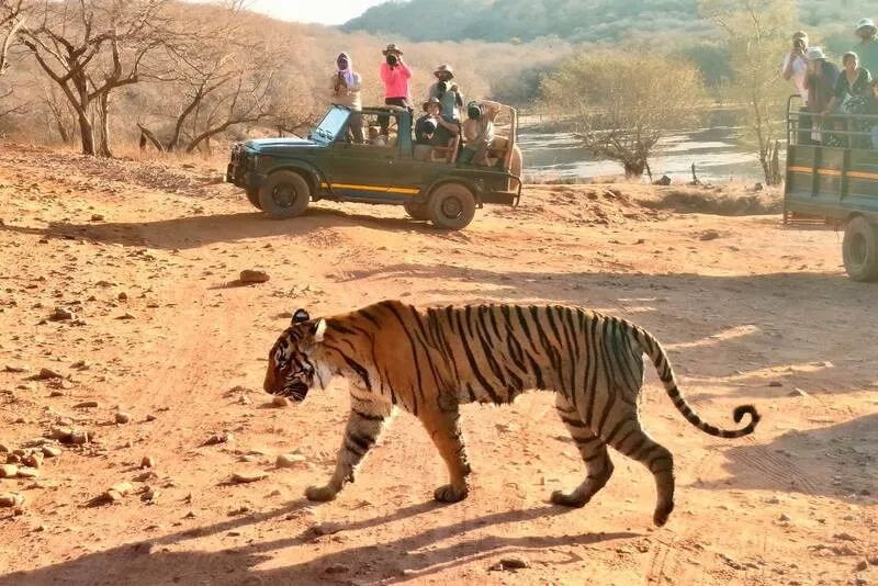 supreme-court-judges-trip-ranthambore-visit