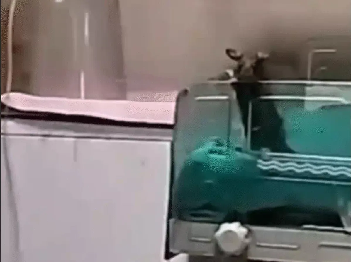 mouse1