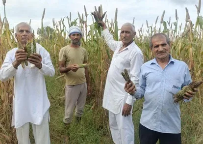 pradhanmantri-fasal-bima-yojana-no-benefits-farmers-rajasthan