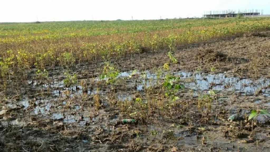 pradhanmantri-fasal-bima-yojana-no-benefits-farmers-rajasthan