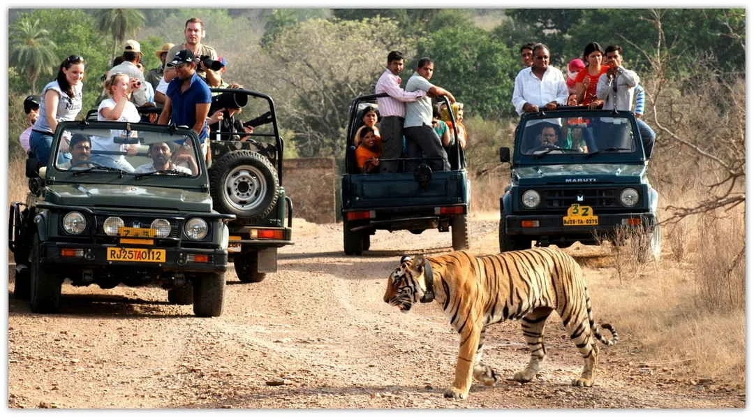 sariska-ranthambore-safari-season-2025-begins