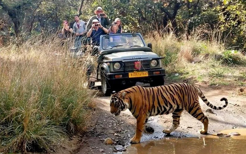 sariska-ranthambore-safari-season-2025-begins