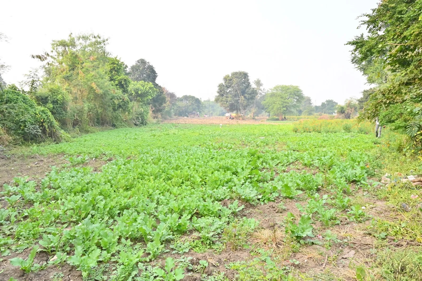 vegetable forming by seewage water