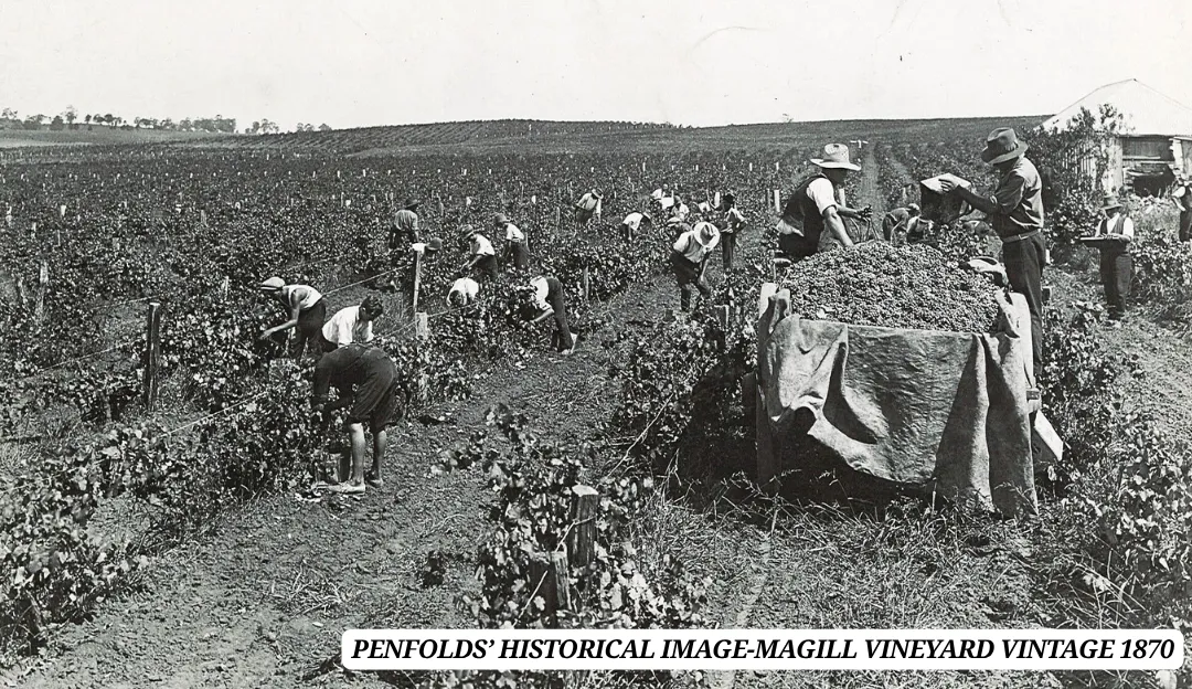 Penfolds Historical Image-Magill Vineyard Vintage 1870