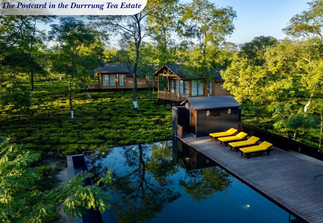The Postcard in the Durrrung Tea Estate