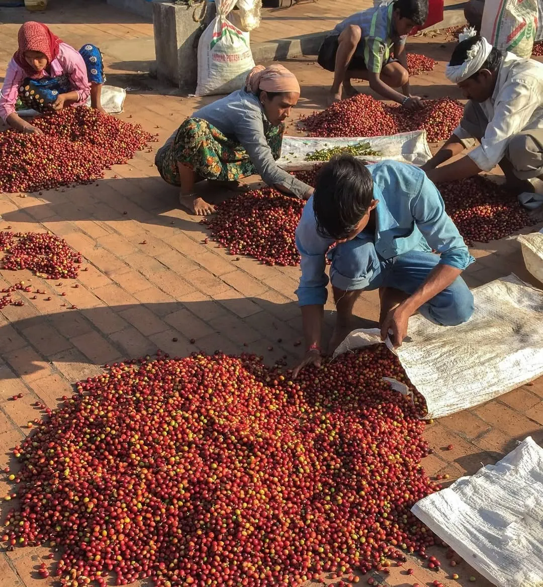 Indian Coffee Farmers