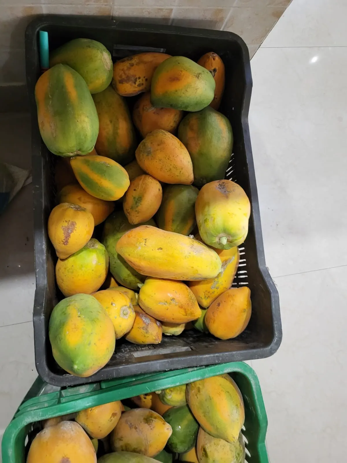 Papaya fruit was grown at Tuhi Farm