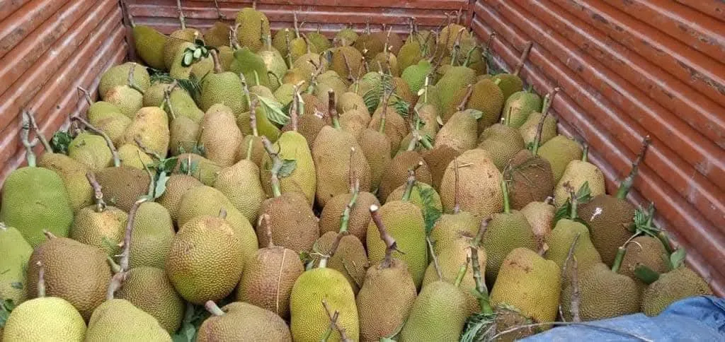 A fresh harvest truck full of jackfruits at Jackfruitking farm