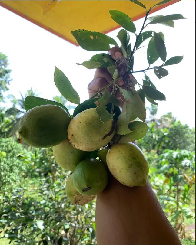 A glimpse of GI-tagged Goan Mankurad mangoes