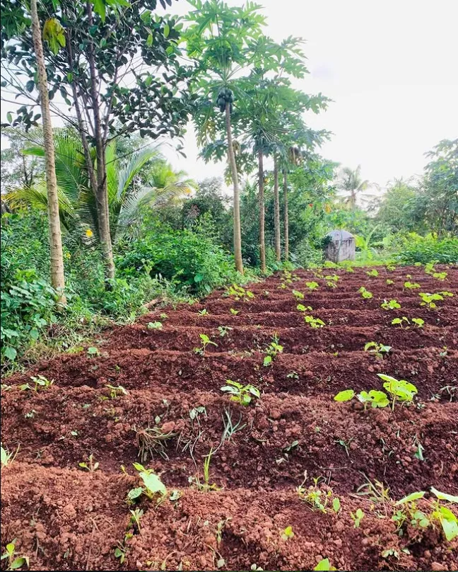 Young seedlings planted in rows within a field at Rasraj Goa Farms
