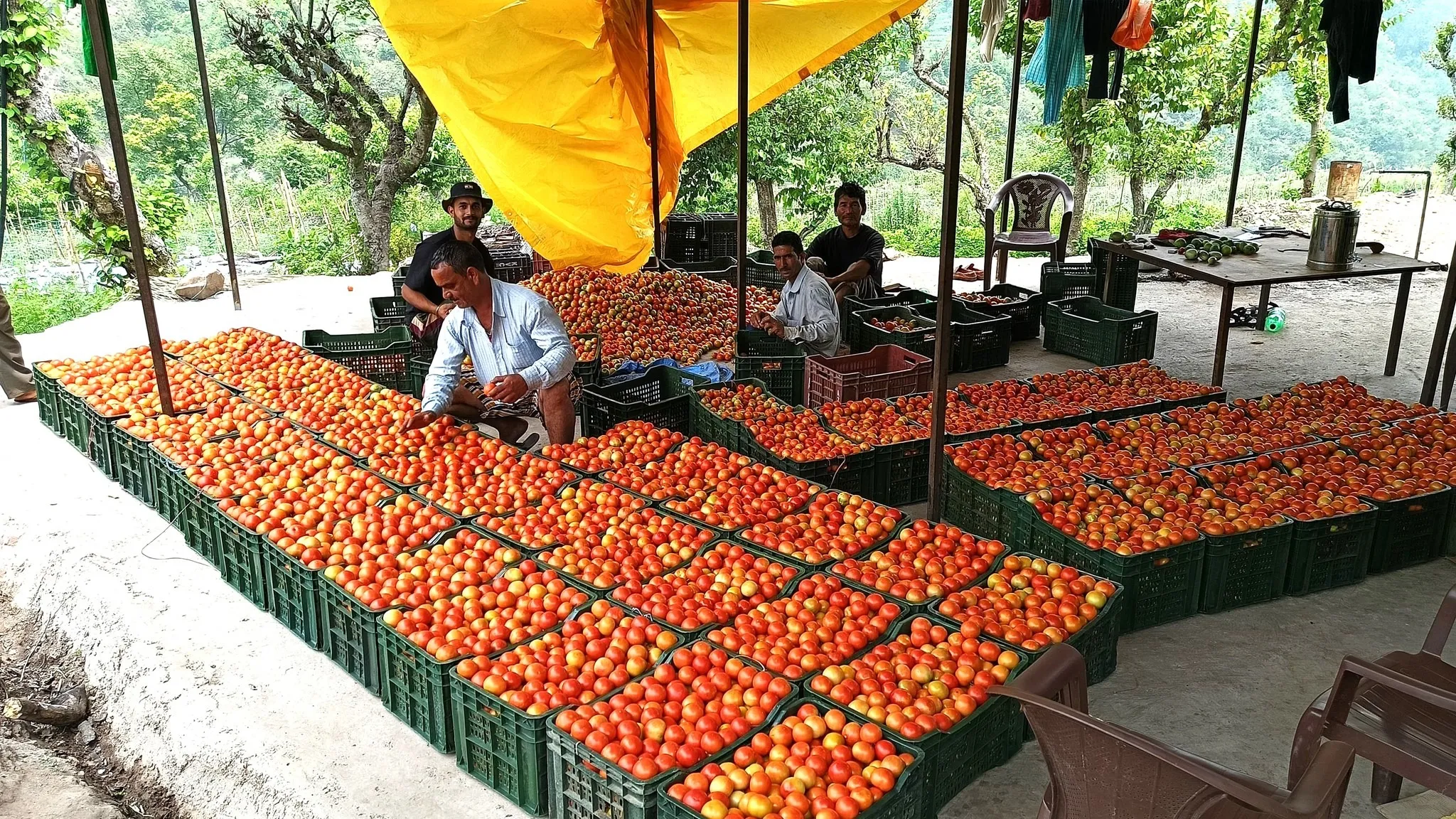 A glimpse of the freshly cultivated tomatoes through a grafting technique