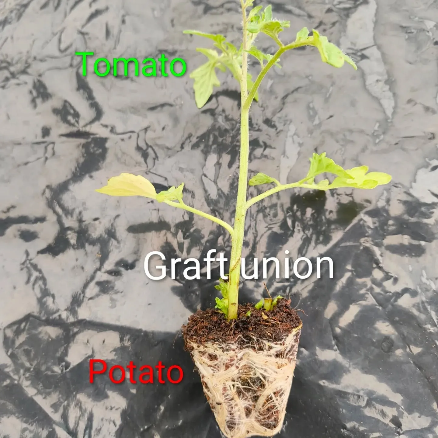 An illustration of grafted plant
