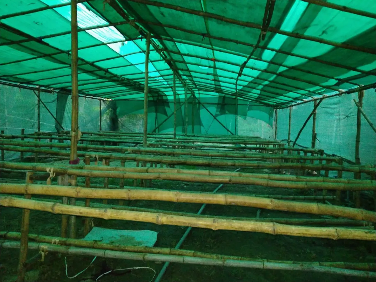 A bamboo-based polyhouse structure at Ritanjali Mushroom