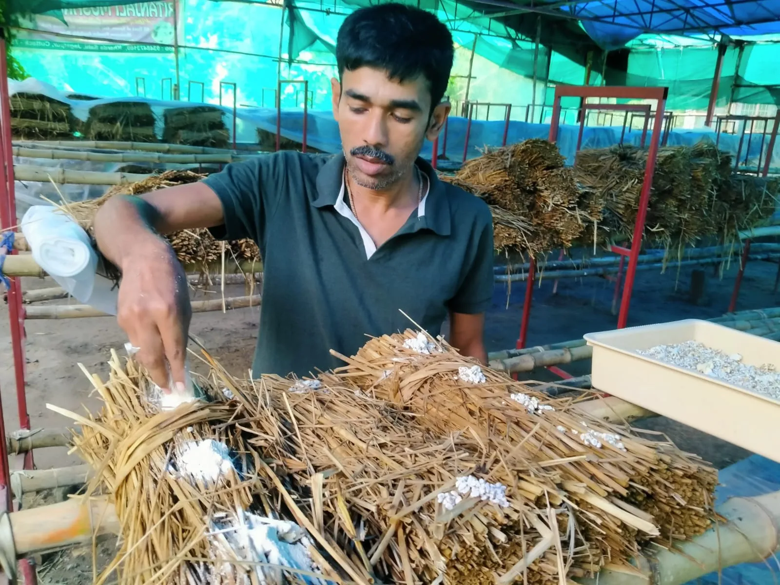 Manas is doing the meticulous work of preparing mushroom beds
