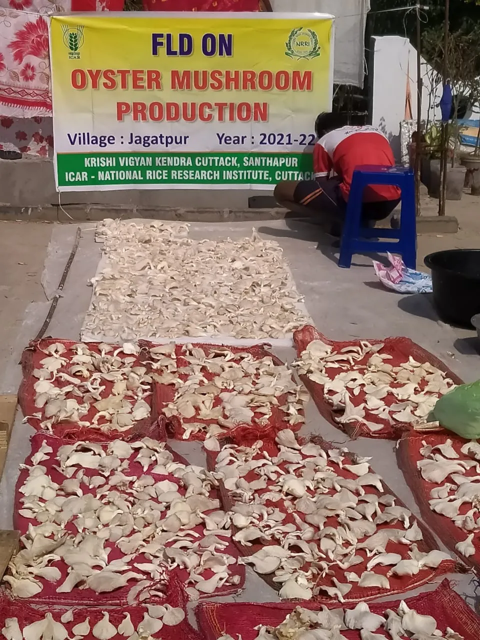 Sun-drying oyster mushrooms under an FLD programme