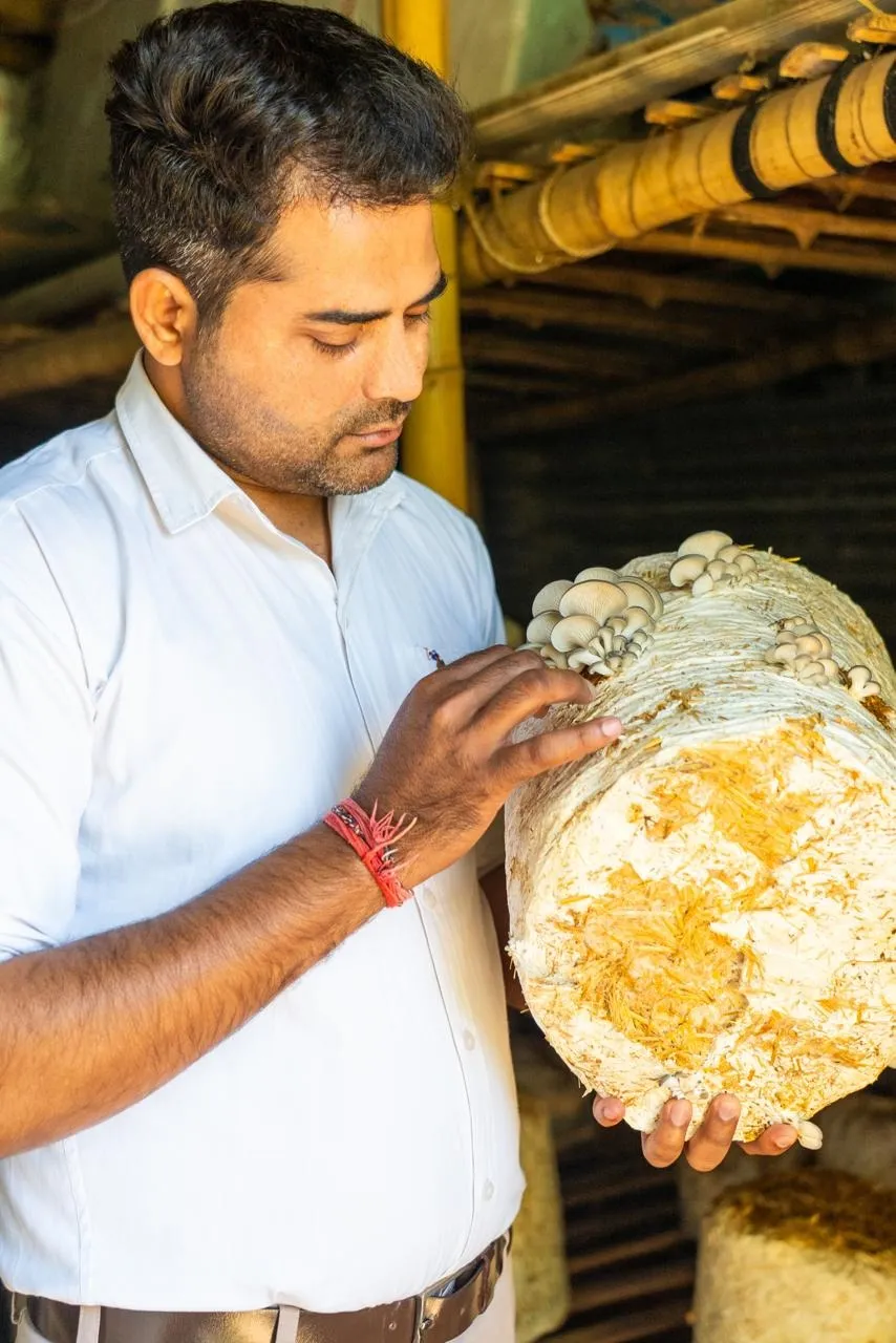 Shanker Meena, founder of Jeevan Mushroom checks on a block of growing oyster mushrooms