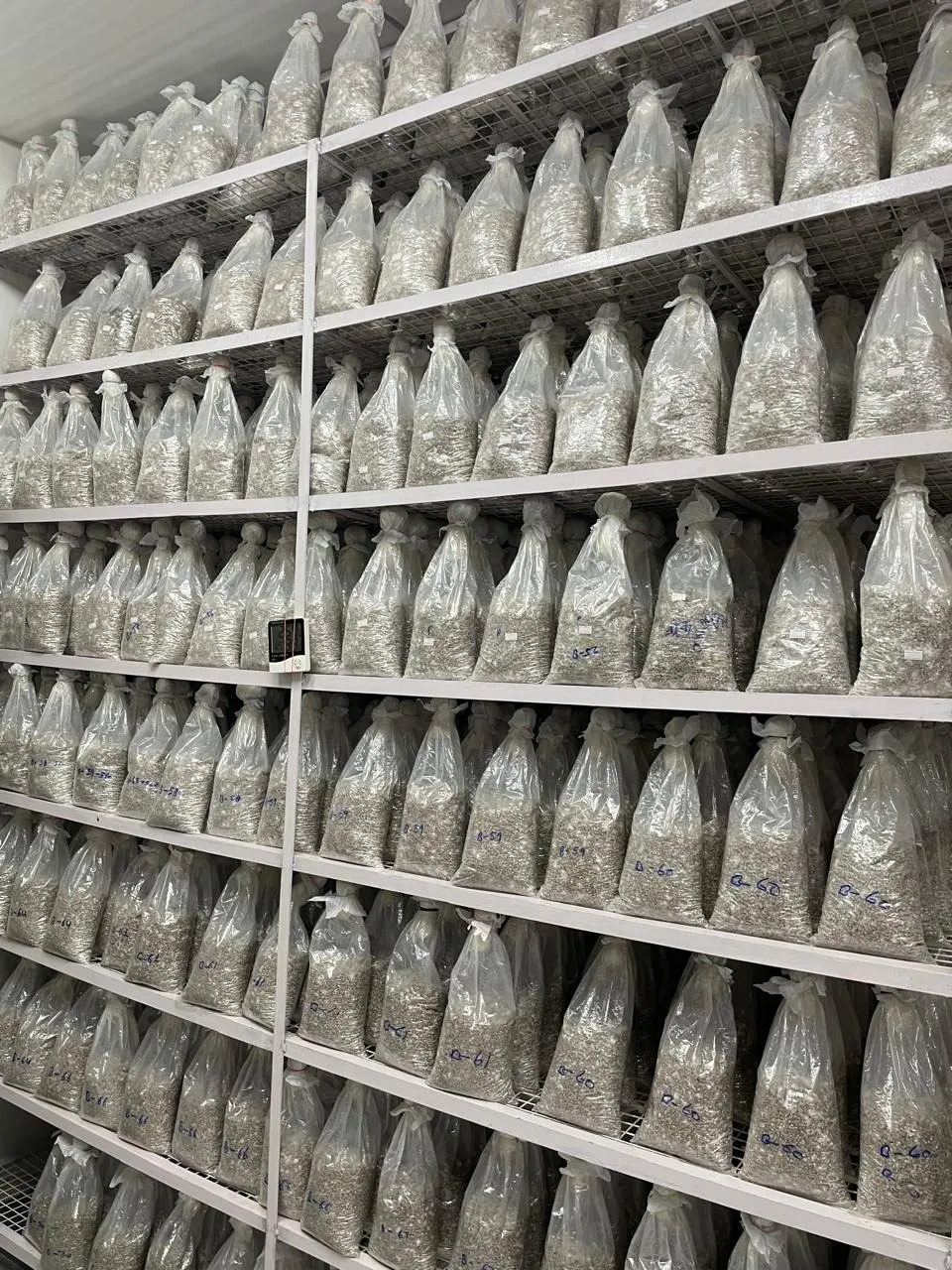 Rows of grain spawn bags incubating on shelves as the white mycelium colonizes the substrate