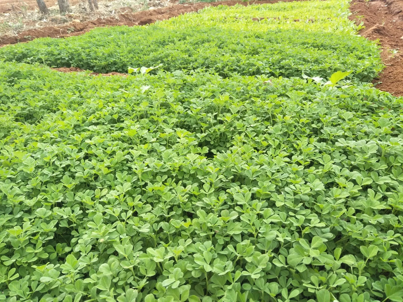 A dense, vibrant carpet of young fenugreek growing on the land