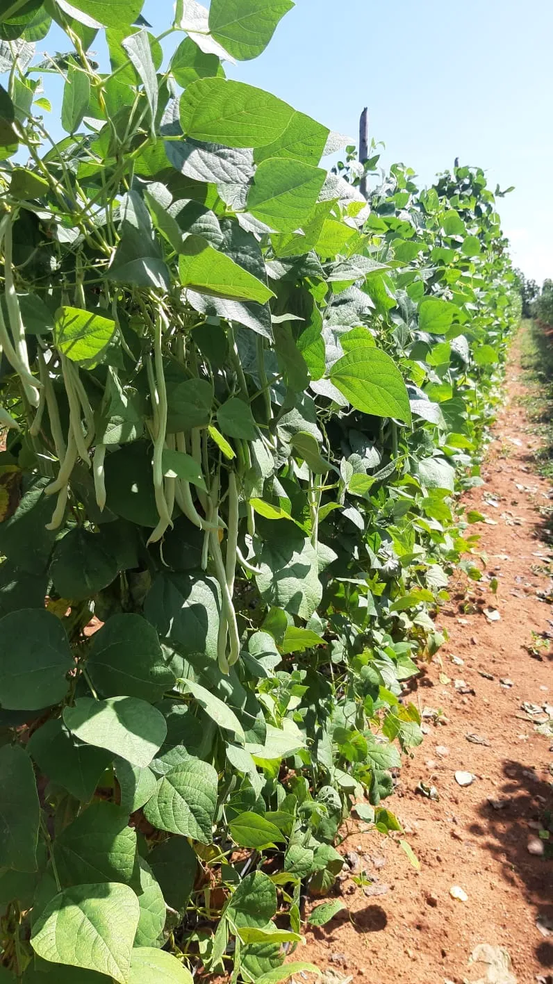 Close-up of organic green beans growing healthily on the vine