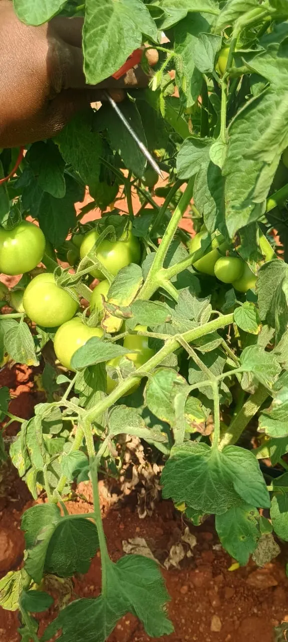 The young plants of tomatoes at the Nisarga Native Farms