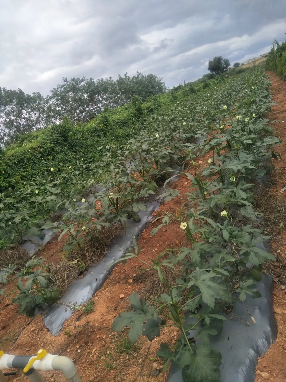 Young lettuce seedlings thriving with efficient drip irrigation in the field
