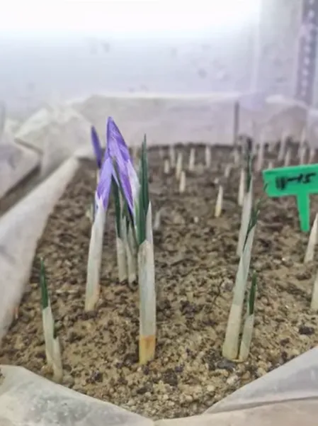 Early-stage saffron flowering in an indoor cultivation bed