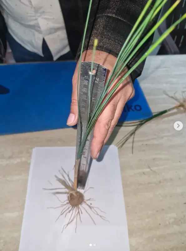 Measuring the growth of a saffron corm and shoots during cultivation