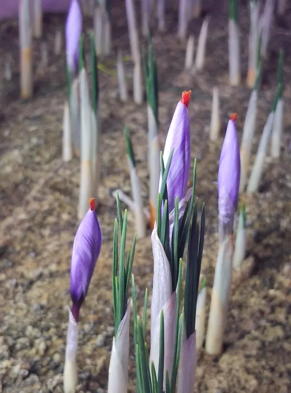 Saffron buds emerging during the early flowering stage
