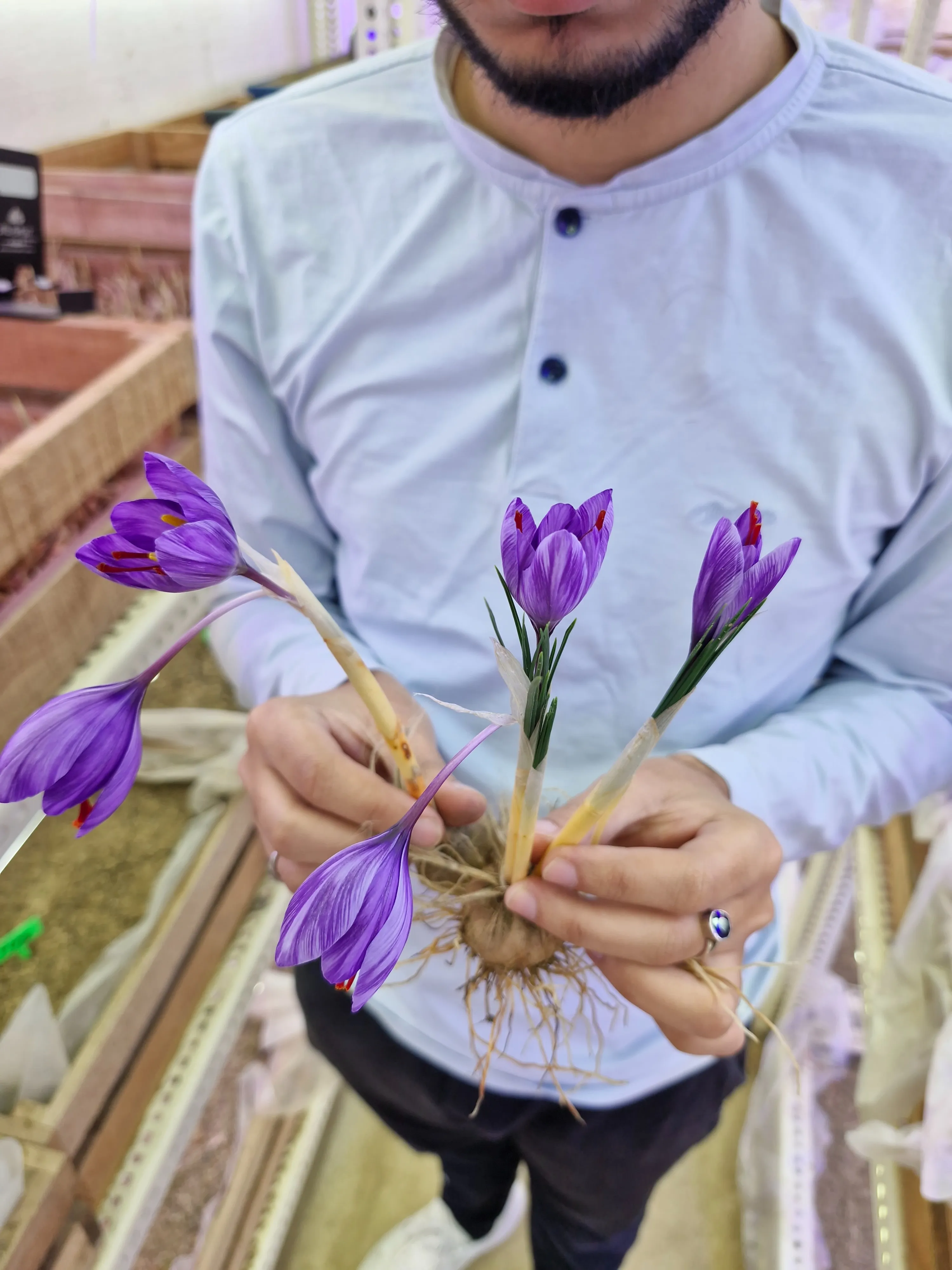 Shanker Narula examining a multi-flowered saffron corm inside the indoor farming facility